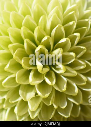 Gros plan extrême sur la fleur de chrysanthème verte Banque D'Images