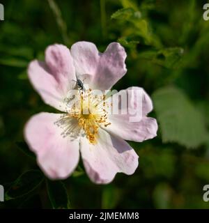 Le coléoptère à fausse huile (Oedemera nobilis) vert sur la fleur d'une haie rose au printemps Banque D'Images