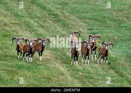 Mouflons européens (Ovis gmelini musimon). Banque D'Images