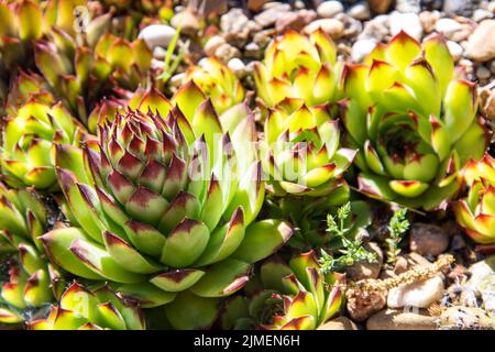 Succulents qui poussent sur des roches. Jardin du désert avec des succulents. Gros plan des cactus qui poussent entre les rochers sur une montagne. Plantes indigènes d'Afrique du Sud en n Banque D'Images