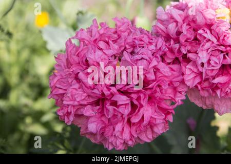 Fleur de pavot double géante rose Banque D'Images