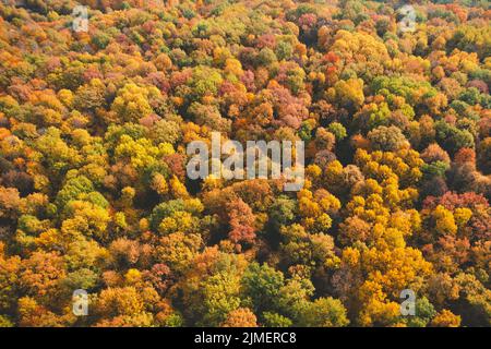 Vue aérienne de la forêt d'orange en automne ensoleillé Banque D'Images
