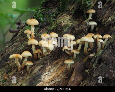 Touffe Hypholoma capnoides (conifères) Banque D'Images