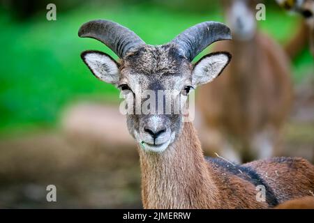 Mouflon européen (Ovis gmelini musimon). Banque D'Images