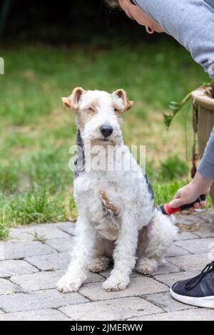 Portrait du chien heureux Fox Terrier entretenu par son propriétaire Banque D'Images