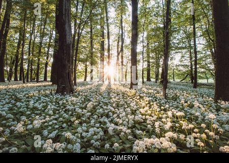 Coucher de soleil dans une forêt protégée avec de l'ail à l'ours blanc. Allium ursinum sous lumière orange. Polanska niva, Ostrava, république tchèque. Banque D'Images