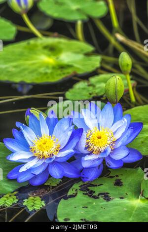 Fleurs bleues de Lotus de Semiwon Garden Banque D'Images