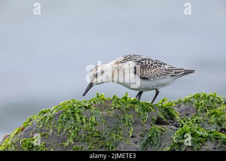 Un Sanderling recherche de la nourriture parmi la laitue de mer sur un rocher dans le surf / Calidris alba Banque D'Images