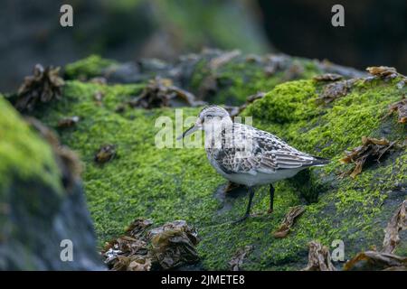 Un Sanderling recherche de la nourriture parmi la laitue de mer sur un rocher dans le surf / Calidris alba Banque D'Images