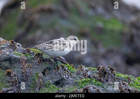 Un Sanderling recherche de la nourriture parmi la laitue de mer sur un rocher dans le surf / Calidris alba Banque D'Images