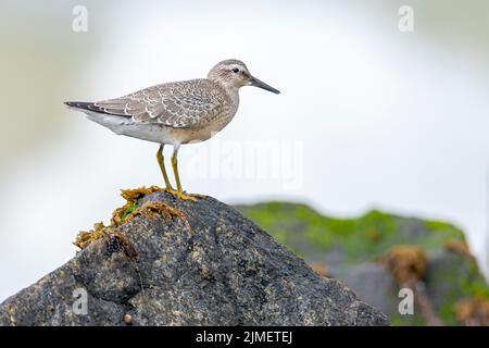 Un Knot rouge dans la transition plumage été-hiver se dresse sur un rocher / Calidris canutus Banque D'Images