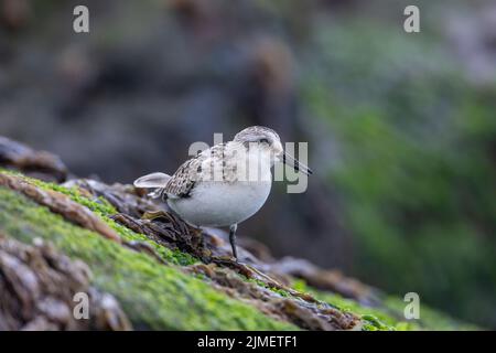 Un Sanderling recherche de la nourriture parmi la laitue de mer sur un rocher dans le surf / Calidris alba Banque D'Images