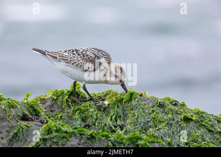 Un Sanderling recherche de la nourriture parmi la laitue de mer sur un rocher dans le surf / Calidris alba Banque D'Images