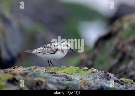 Un Sanderling recherche de la nourriture parmi la laitue de mer sur un rocher dans le surf / Calidris alba Banque D'Images