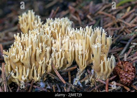Le champignon de corail Ramaria flaccida dans une forêt d'épinette danoise / Ramaria flaccida Banque D'Images
