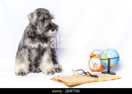 Miniature schnauzer blanc et gris, à côté d'un bloc-notes et d'un stylo, d'une horloge, d'un globe sur fond clair, d'un espace de copie. Chien étudiant. Retour à scho Banque D'Images