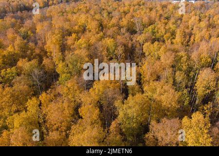 Automne doré, Treetops d'un point de vue d'oiseau au coucher du soleil, le drone s'élève au-dessus des arbres, couronnes d'arbre doré, un chemin dans le for Banque D'Images