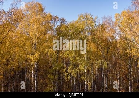 Automne doré, Treetops d'un point de vue d'oiseau au coucher du soleil, le drone s'élève au-dessus des arbres, couronnes d'arbre doré, un chemin dans le for Banque D'Images