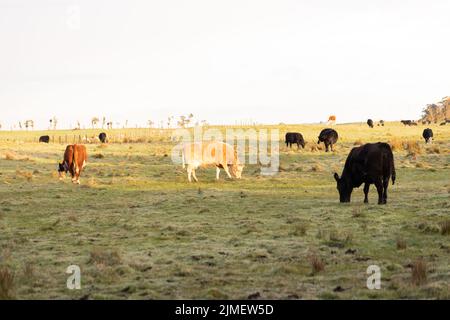 vaches dans un paddock australien au lever du soleil, l'accent est mis sur la vache brune légère Banque D'Images