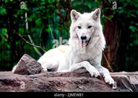 Loup arctique, loup blanc ou loup arctique (Canis lupus arctos). Banque D'Images
