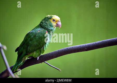 Perroquet à tête jaune (Amazona ochrocephala). Banque D'Images