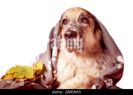 Chien de berger enveloppé dans un couverture Banque D'Images