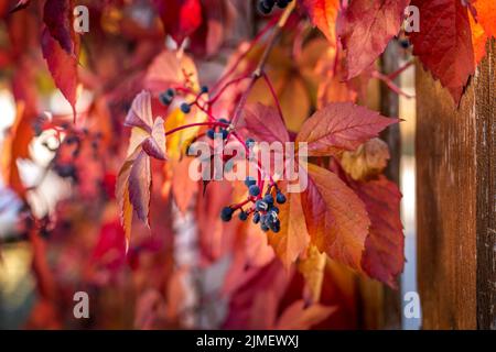 Gros plan sur les feuilles de raisin sauvage d'automne Banque D'Images