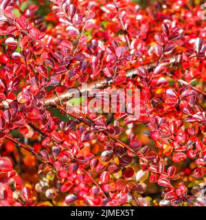 Feuilles rouges et fruits sur les branches d'un buisson de cotoneaster horizontalis dans le jardin. Arrière-plan coloré en automne Banque D'Images