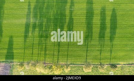 Drone regardant vers le bas sur une ligne d'arbres en terres cultivées planant une longue ombre avec des couleurs vives d'automne en octobre le jour ensoleillé Banque D'Images