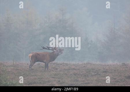 Un cerf rouge se dresse rugissant sur un heathland / Cervus elaphus Banque D'Images