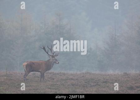 Le cerf rouge est toujours debout sur la lande Banque D'Images