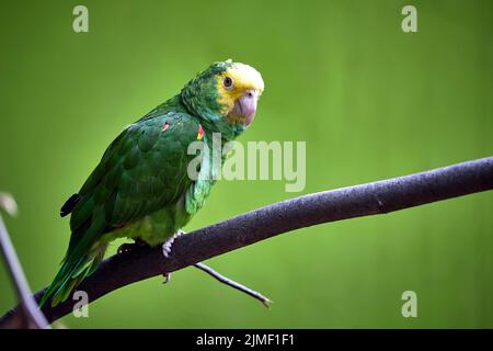 Perroquet à tête jaune (Amazona ochrocephala). Banque D'Images