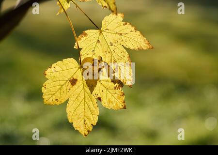 Feuilles d'érable sycomore (Acer pseudoplatanus) de couleur jaune automnale dans un parc en octobre Banque D'Images