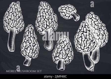 Ensemble vectoriel de champignons morilles à la craie dessinés à la main Illustration de Vecteur