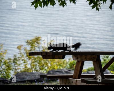 Gros plan d'un écureuil noir mangeant des noix sur le dessus d'une table de pique-nique en bois qui est assise sous un érable avec un arrière-plan flou. Banque D'Images