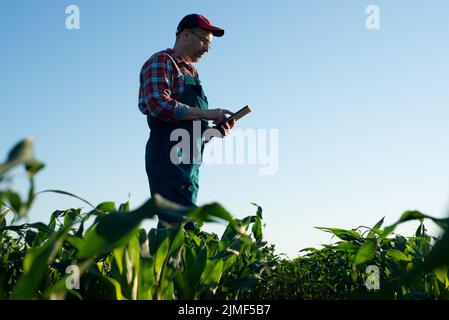 Travailleur agricole d'âge moyen du Caucase utilisant un ordinateur de tablette dans le champ de maïs Banque D'Images