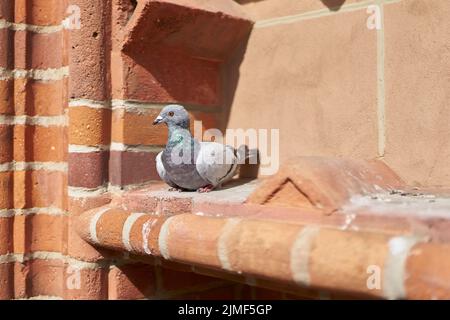 Pigeon sauvage sur la façade en brique de l'hôtel de ville de Kolobrzeg en Pologne Banque D'Images