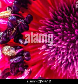 Vue détaillée à l'intérieur d'une fleur d'anémones dans des couleurs étonnantes en été Banque D'Images