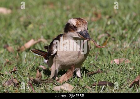 Rire de Kookaburra avec le ver dans le bec Banque D'Images