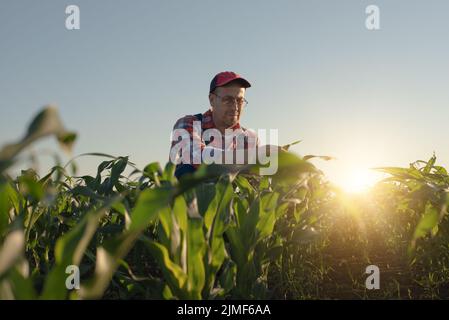 Un cultivateur de maïs caucasien d'âge moyen s'agenouillait pour l'inspection des tiges de maïs Banque D'Images