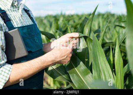 Agriculteur en combinaison faisant un examen des tiges de maïs à la photo de champ de gros plan Banque D'Images