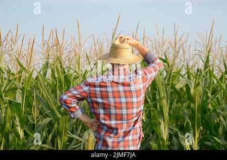 De race blanche d'âge moyen des travailleurs agricoles en chapeau de paille se trouve près de champ de maïs soirée coucher du soleil quelque part en Ukraine Banque D'Images