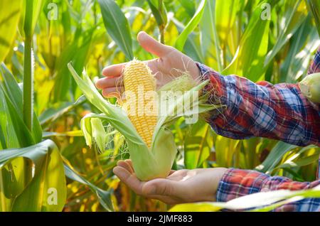 Prêt de la récolte des épis de maïs non emballé dans farmer's hands Banque D'Images