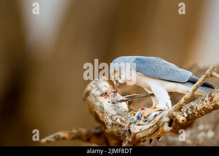 Shikra (Accipiter badius) qui consomme un petit oiseau qu'il a tué Banque D'Images