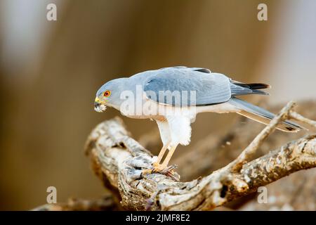 Shikra (Accipiter badius) qui consomme un petit oiseau qu'il a tué Banque D'Images