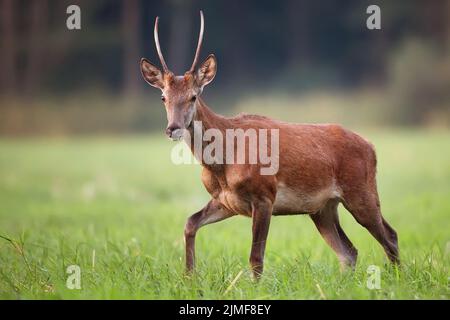 Red Deer à l'état sauvage Banque D'Images