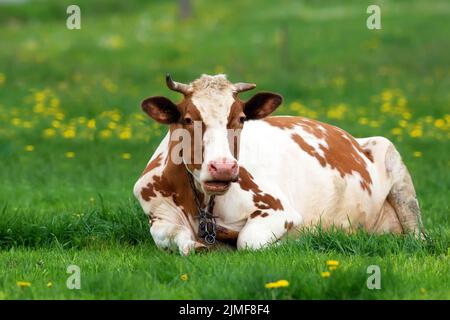 Vache dans un dégagement dans l'herbe Banque D'Images