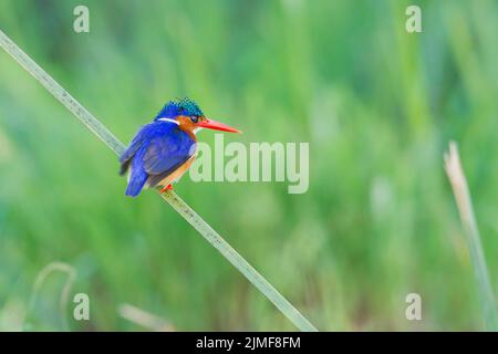 Malachite Kingfisher (Alcedo cristata) perché sur un roseau Banque D'Images