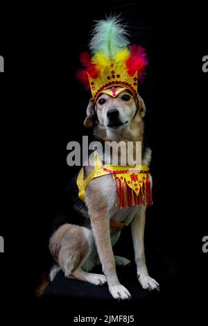 Portrait d'un chien habillé pour le carnaval, avec des plumes, des paillettes et des paillettes Banque D'Images