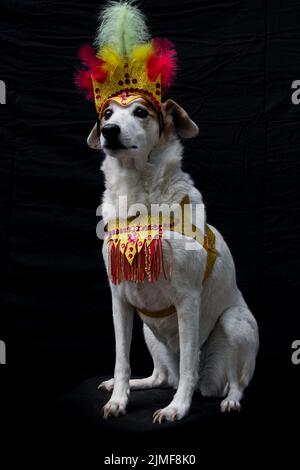 Portrait d'un chien habillé pour le carnaval, avec des plumes, des paillettes et des paillettes Banque D'Images